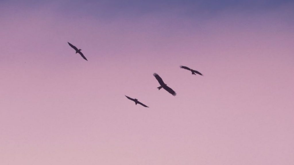 Birds flying on pink sky